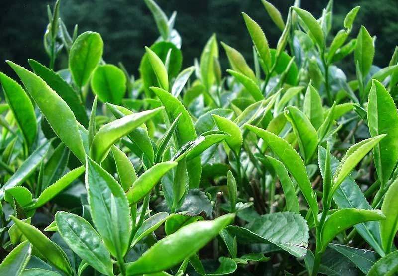 Lá trà xanh có nhiều lợi ích trong thải độc và phục hồi làn da bị nhiễm corticoid