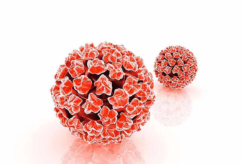 Virus Human Papilloma (HPV) là tác nhân gây các thể bệnh hạt cơm (u nhú) ở người