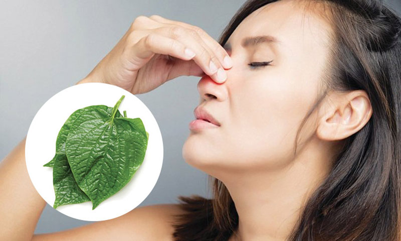 Chữa viêm mũi dị ứng bằng lá lốt phù hợp với trường hợp bệnh nhẹ