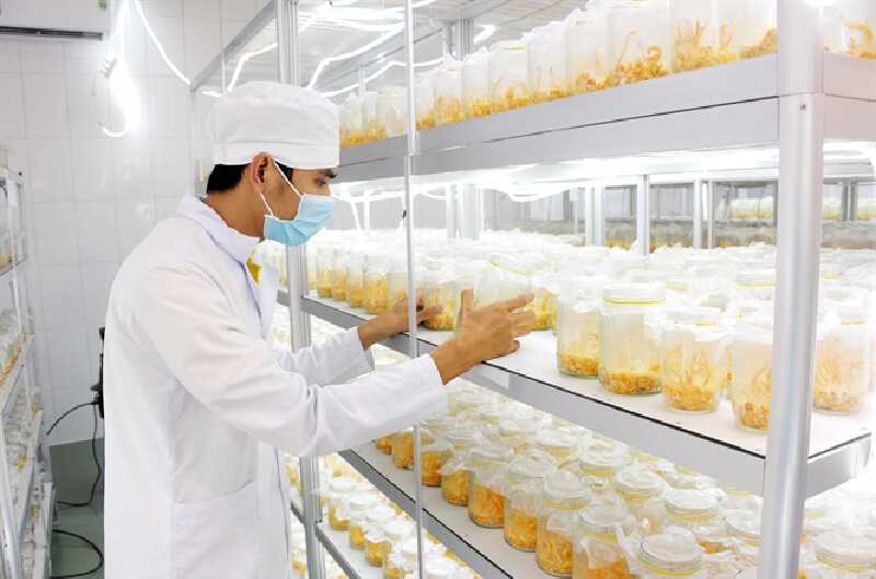 Đông trùng hạ thảo nuôi cấy là một loại nấm dược liệu sản xuất trong phòng thí nghiệm