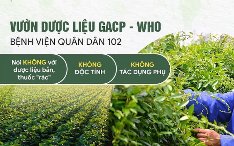 Vườn dược liệu đạt chuẩn GACP - WHO