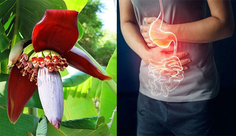 Tìm hiểu cách chữa đau dạ dày bằng hoa chuối