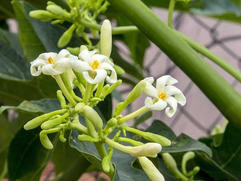 Hoa đu đủ đực cũng là một loại thảo dược tự nhiên chữa sỏi mật