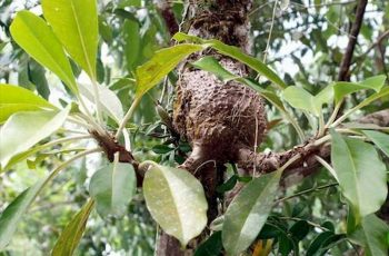 Bí kỳ nam là dược liệu quý mọc trong rừng tự nhiên và sống cộng sinh với kiến