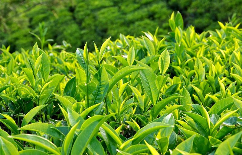 Bạn có thể sử dụng lá trà xanh chữa bệnh mề đay