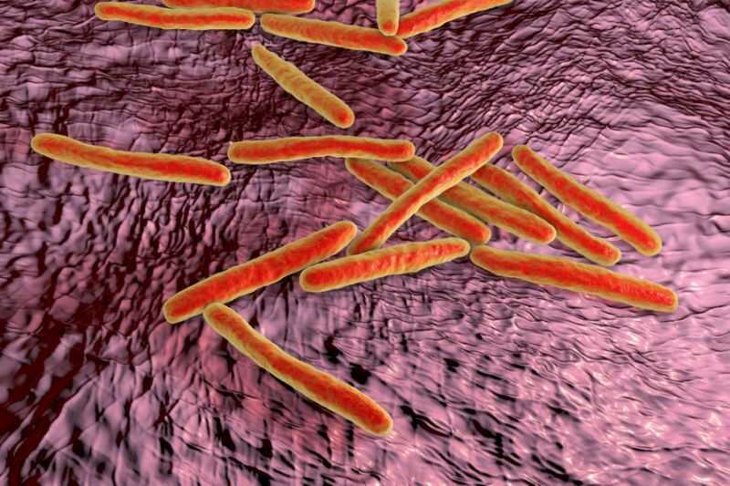 Vi khuẩn lao Mycobacterium tuberculosis là nguyên nhân gây ra bệnh ho lao