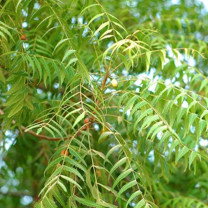 Hình ảnh cây neem Ấn Độ