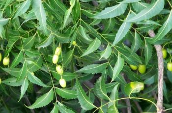 Trong lá neem Ấn Độ có chứa các hợp chất quý giúp điều trị bệnh tiểu gan và bảo vệ sức khỏe gan