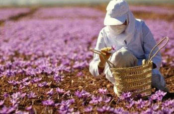 Nhụy hoa nghệ tây Dubai giá bao nhiêu 1g? Có đắt không?