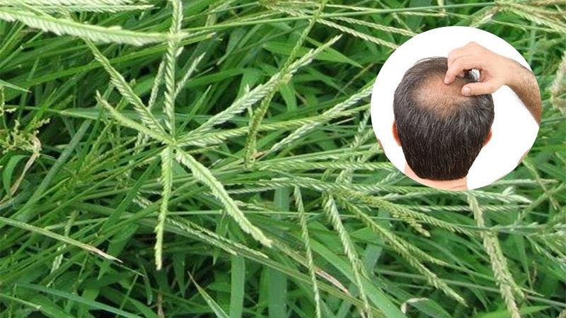 Chữa bạc tóc bằng cỏ mần trầu gội đầu    