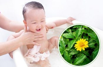 Bạn có thể dùng nước sài đất tắm cho bé để trị chàm sữa