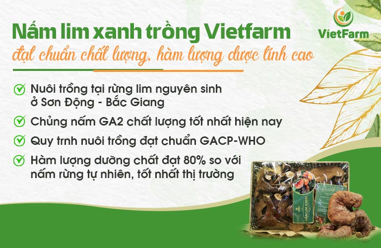 Nấm lim xanh trồng Vietfarm cho chất lượng đạt 80% so với nấm rừng