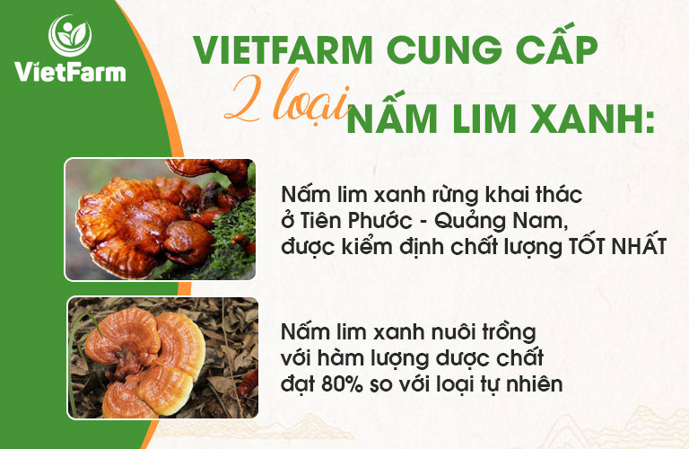 Trung tâm Vietfarm cung cấp 2 loại nấm lim xanh - Minh bạch, công khai nguồn gốc, giá cả