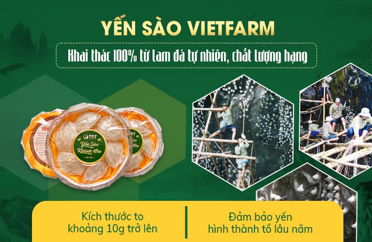 Yến sào Vietfarm tự nhiên khai thác 100% từ các lam đá