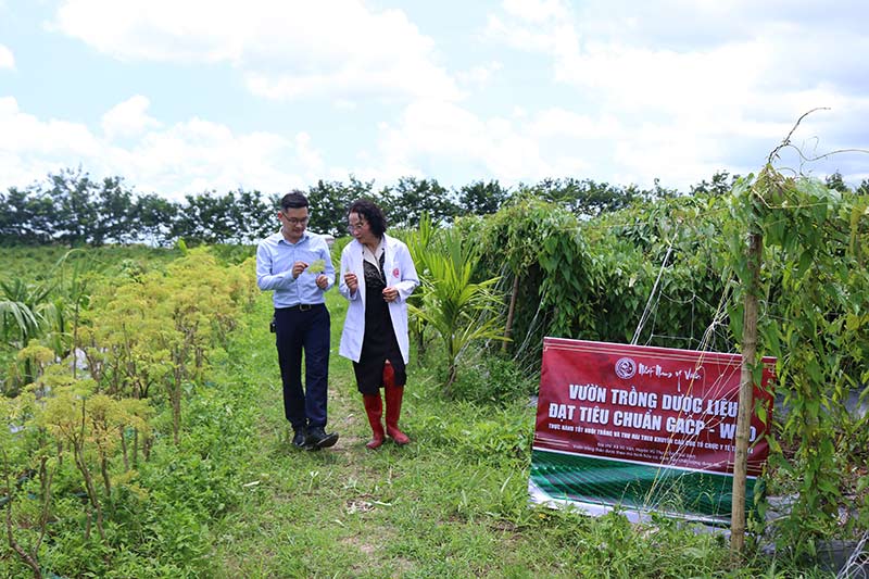 Vườn trồng dược liệu đạt tiêu chuẩn GACP-WHO của Trung tâm Da liễu Đông y Việt Nam